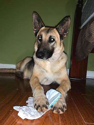 German Shepherd