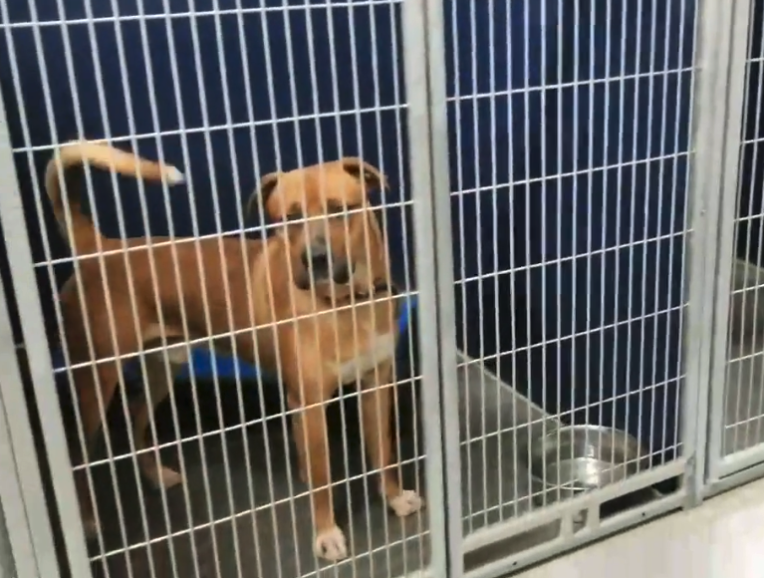 Shelter Dogs Stop Barking