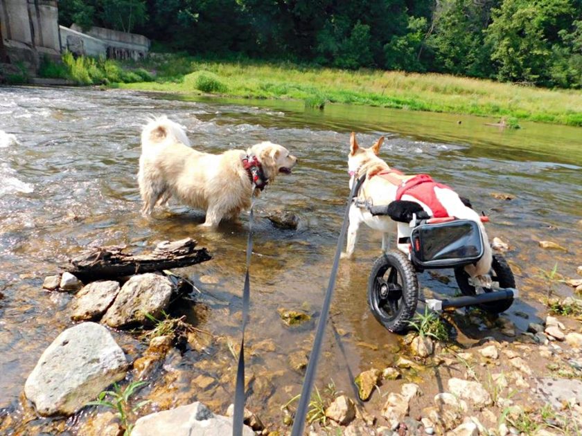 Paralyzed dog