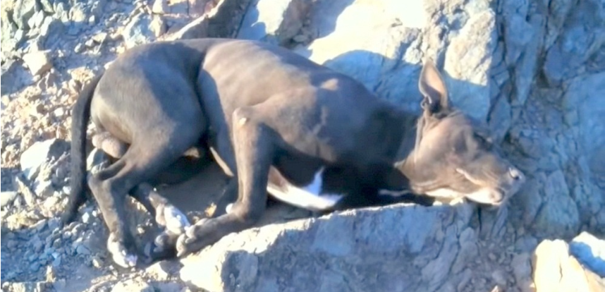 Hiker Found Pit Bull