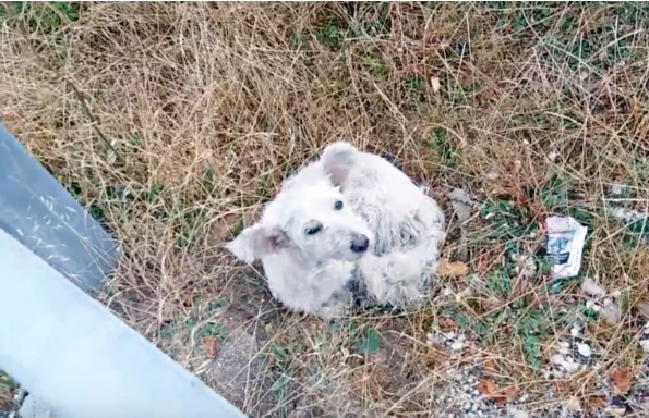 White Stray Dog