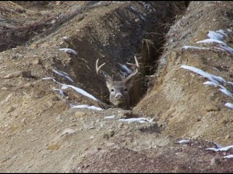 whitetail buck rescue