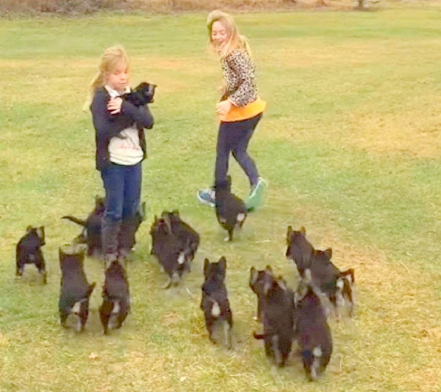 German Shepherd puppies