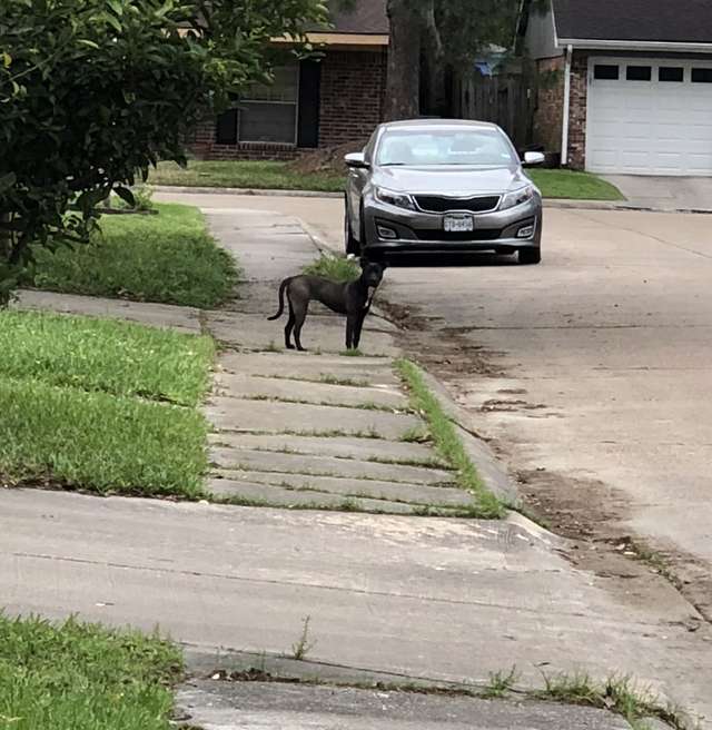 Stray puppy