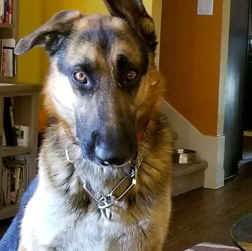 german shepherd rescue