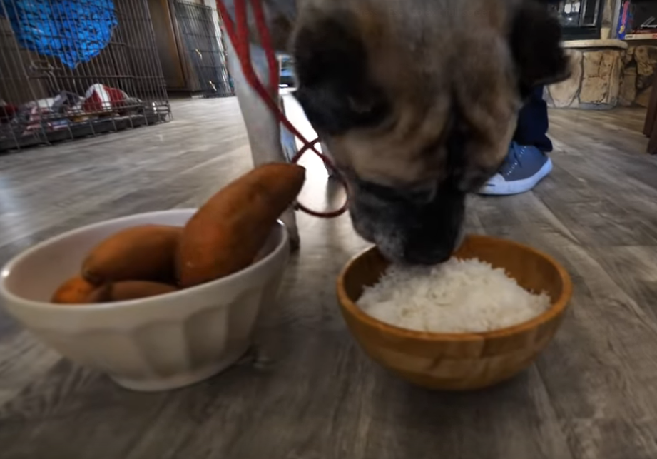 homeless dog eats food