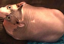 25-Pound Hairless Cat Worked Hard For Losing Weight