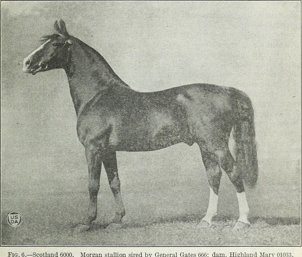 Morgan horse image