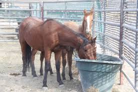 Morgan horse nature