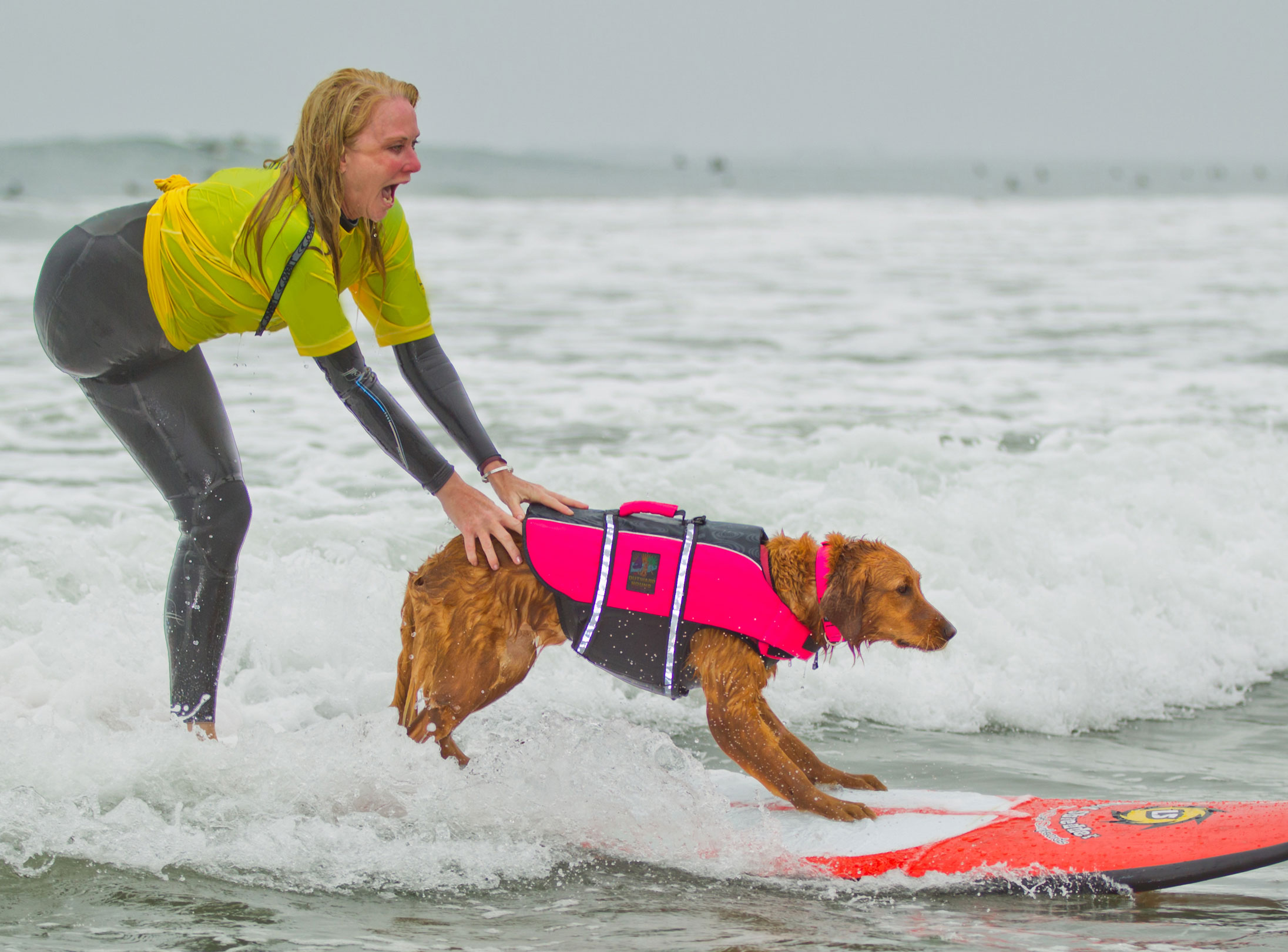 Emotional Support Animal Letter And Its Importance For The Animal Lovers