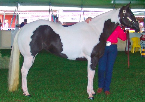 American Paint Horse in America