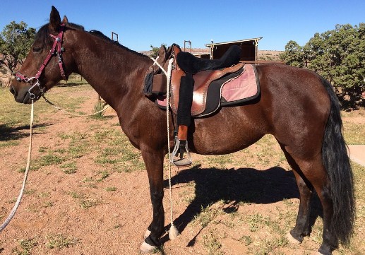 Morgan Horse in America