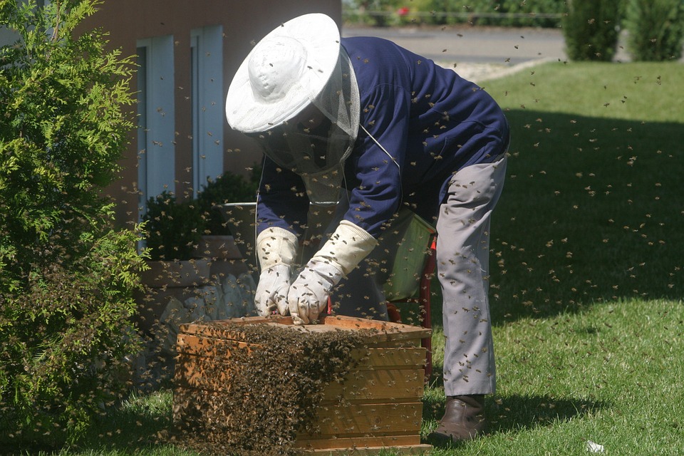 beekeeping sting