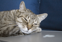 lost cat