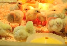 Innovation Of Chicken Coop Heaters