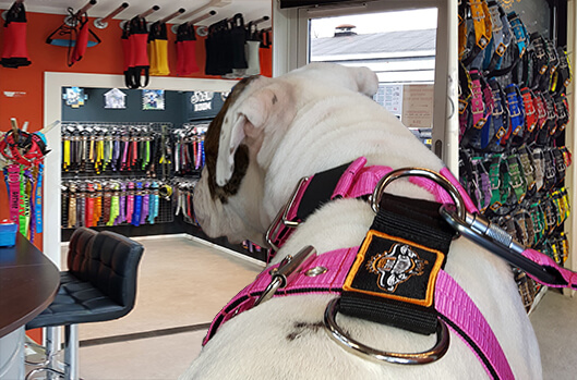 extreme dog gear local store Holland