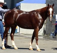 quarter horse in America