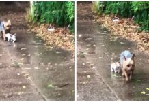 Dog Stumbles Upon Abandoned Kitten in Rain During Potty Break -