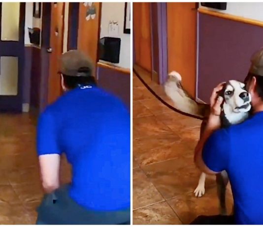 Lost for 3-Years, Dog Howls with Joy When He Sees His Human Dad Standing in Front of Him -