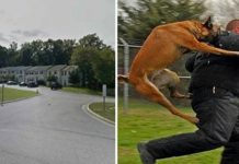 Man Tries to Abduct 10-Year-Old Girl But Has No Idea Her Dog Is Watching Her Back -