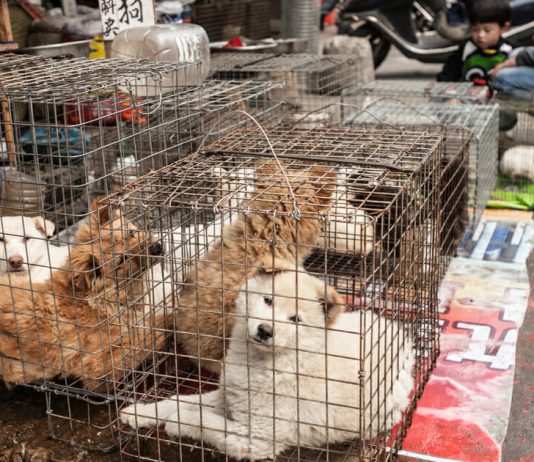Chinese city passes ban on eating cats and dogs in wake of coronavirus outbreak