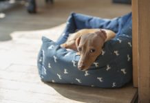 why do you need a dog bed