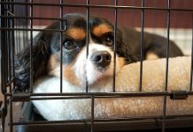 visit a veterinarian