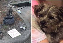 Poor Puppy Was Tied To A Dumpster And Left With A Heartbreaking Note