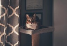 kittens signs