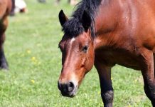 Veteran Horse Insurance