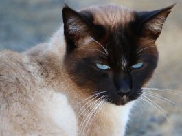 Ragdoll Cat Breeds