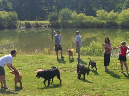 Trave with your dog in Barkwells in North Carolina