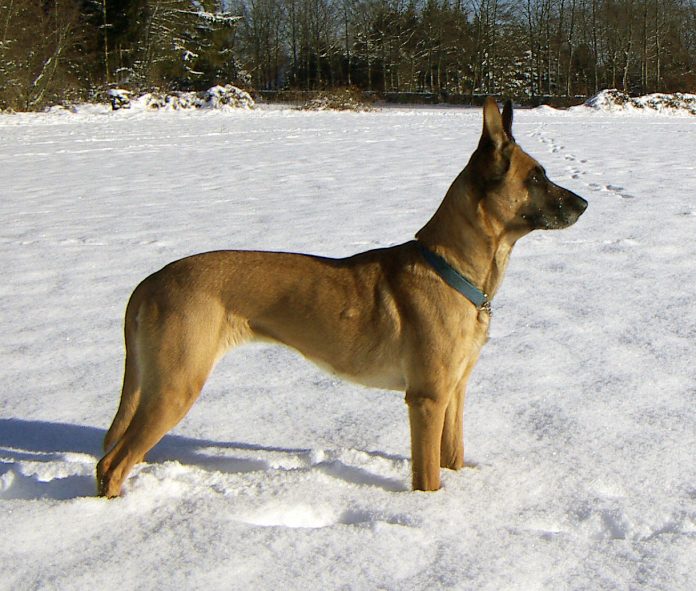 belgian Malinois Mix Dog Breed