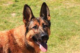 belgian Malinois Mix dog