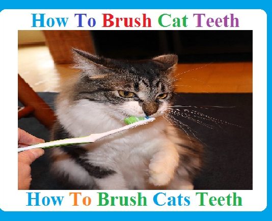 How to Brush Cat Teeth