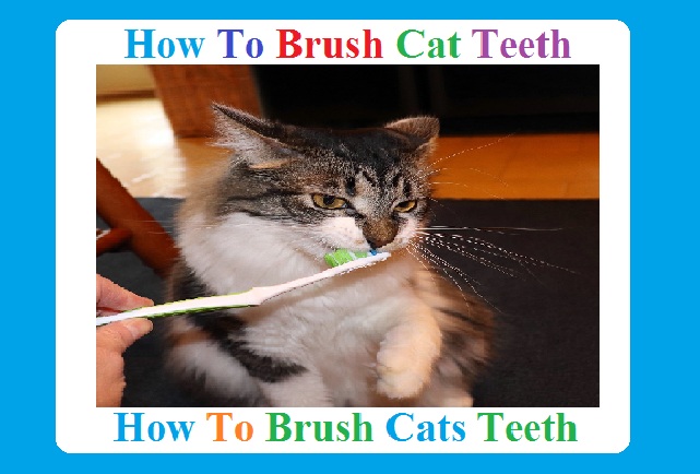 How to Brush Cat Teeth 