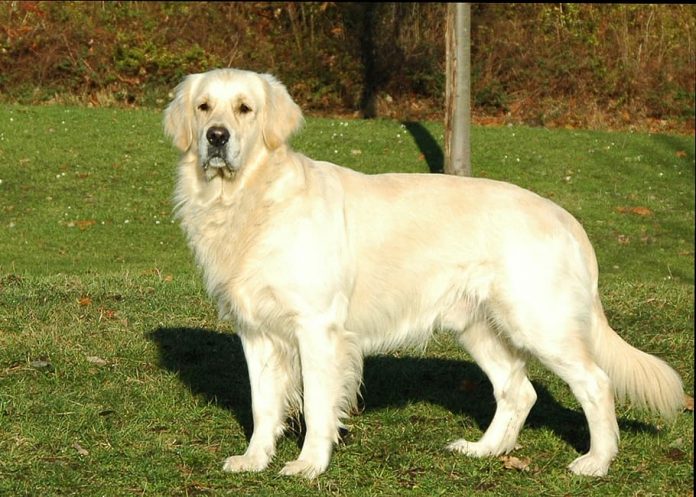 golden retriever puppies georgia