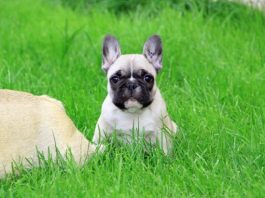 Fluffy French Bulldog