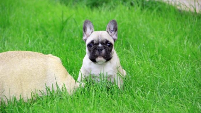 Fluffy French Bulldog