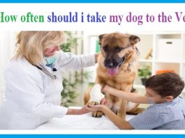 how often should i take my dog to the vet for checkups