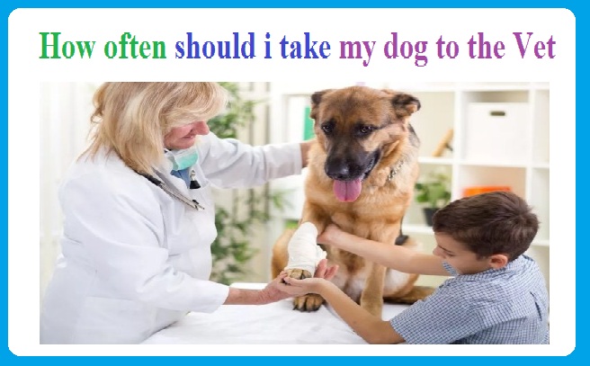 how often should i take my dog to the vet for checkups