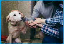 Top 5 Reasons To Adopt From An Animal Shelter