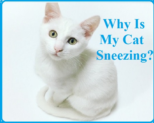 Why Is My Cat Sneezing