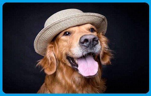 Do dogs need hats?