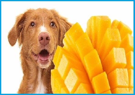 can dogs eat mango