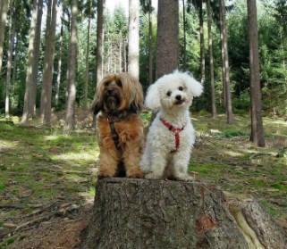 Poodle rescues pa Near me