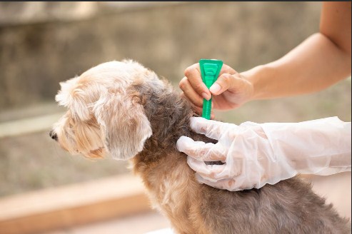 flea teatment in animal shelters