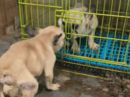 French bulldogs Oreo