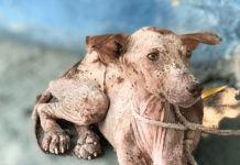 A Starving Dog’s Heartwarming Transformation Through Love and Care