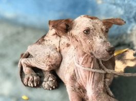 A Starving Dog’s Heartwarming Transformation Through Love and Care